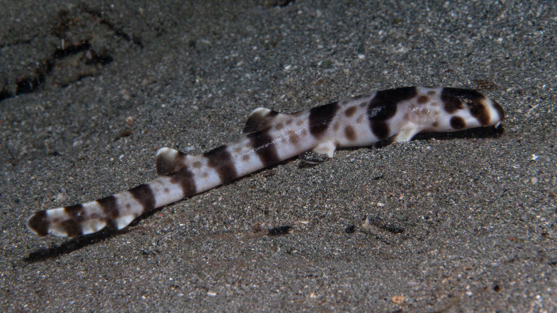 New Guinea walking shark